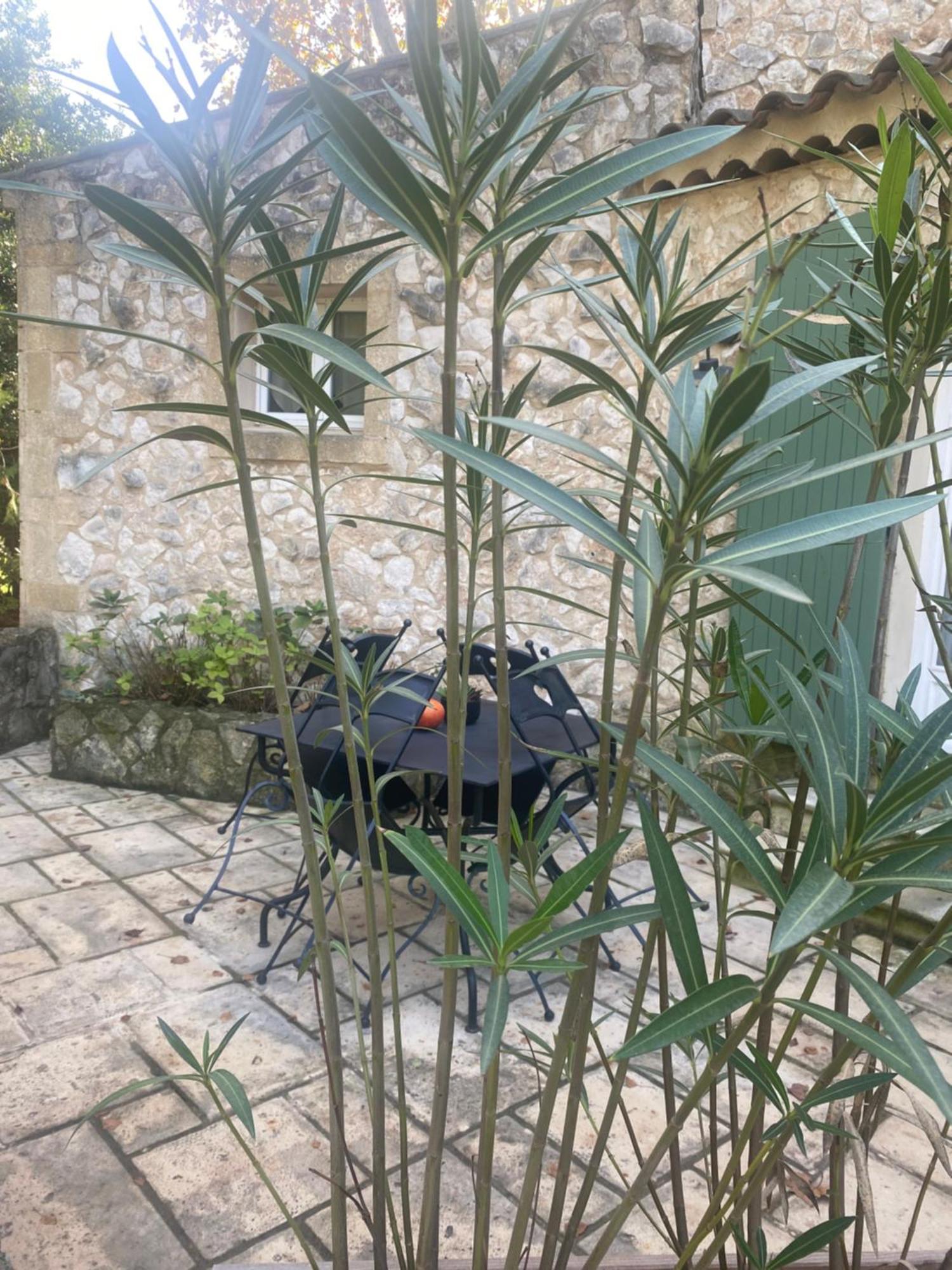 לינה וארוחת בוקר אביניון Mas De L'Ile מראה חיצוני תמונה